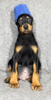 AKC Doberman Puppies Doberman Pinscher for sale/adoption