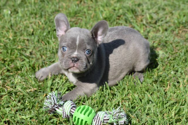 58 HQ Images French Bulldog Puppies Ohio Cheap : Monicea: French Bulldog Puppies For Sale In Pa Under 500