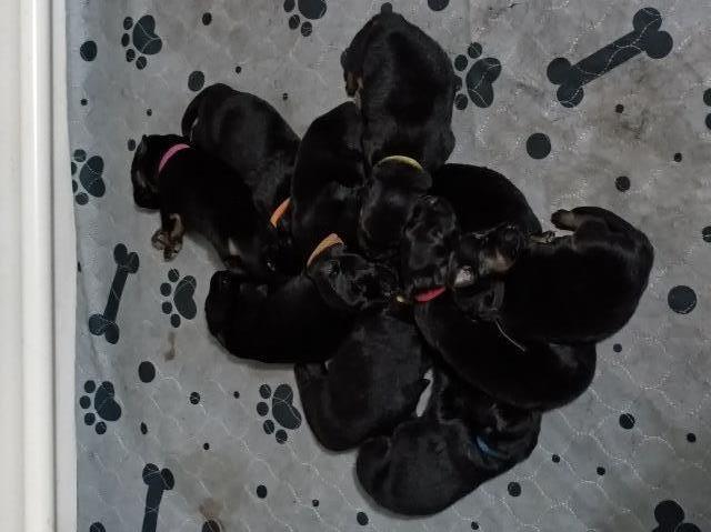 GSD puppies ready at end of May!!!