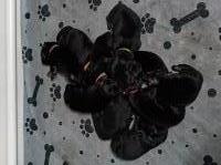 German Shepherd Dog thumbnail