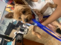 Yorkshire Terrior Yorkshire Terrier for sale/adoption