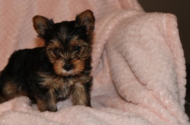 AKC Yorkshire Terrier Female