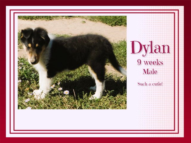 Collie puppy for sale + 65157