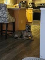 ****Needs Rehome Free**** American Pit Bull Terrier for sale/adoption