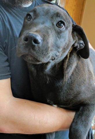 rottweiler pitbull brindle