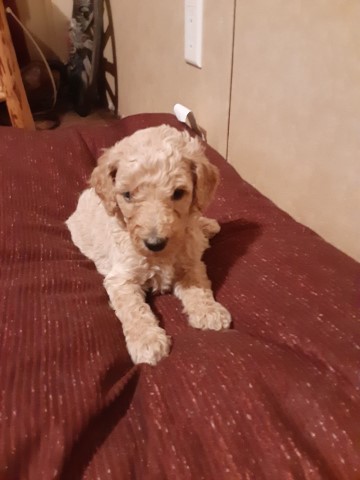 Only 2 male Standard Poodle Puppies Left