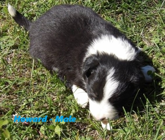 Border Collie puppy for sale + 67129
