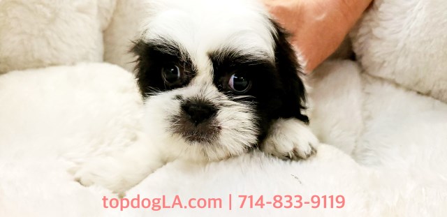 Shih Tzu puppy for sale + 52998