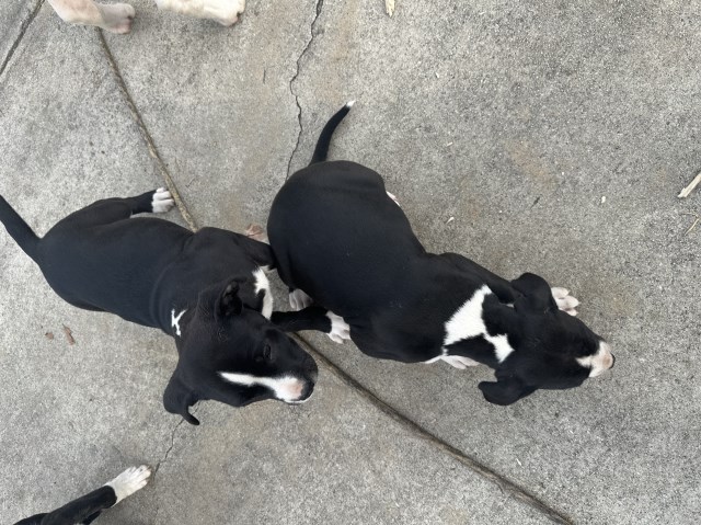 Staffordshire Bull Terrier puppy for sale + 66997