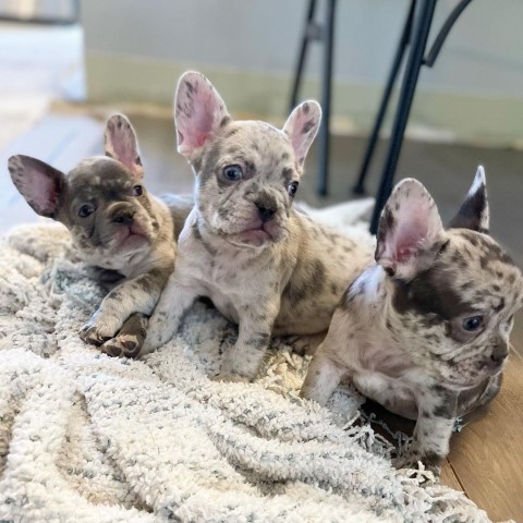 French Bulldog puppy for sale + 63548