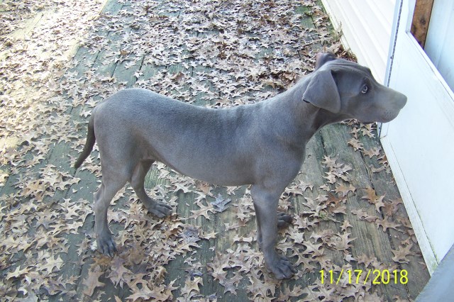 Great Dane puppy for sale + 54497