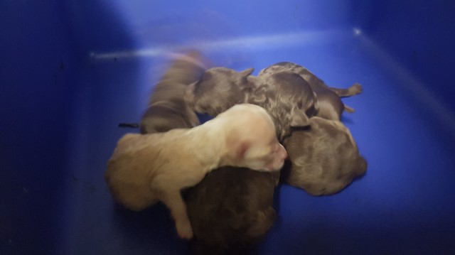 Poodles  puppies chocolates and silvers