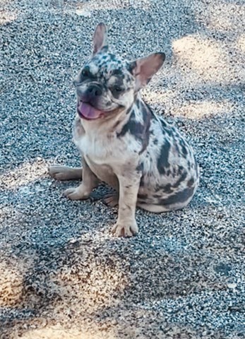 French Bulldog puppy for sale + 66717