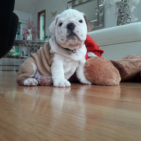 English Bulldog puppy for sale + 49782