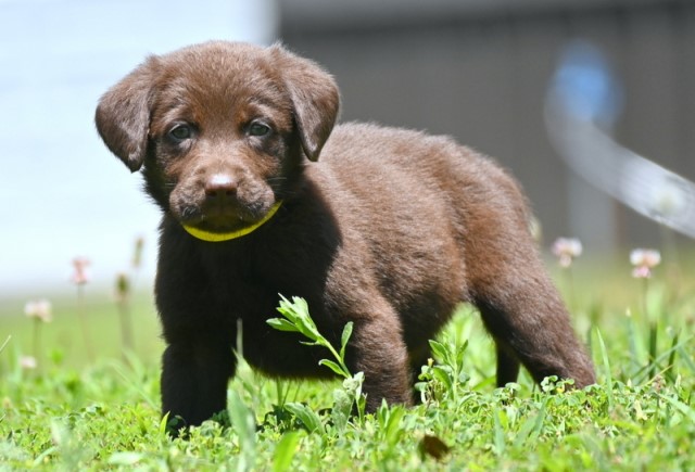 AKC Chocolate & Silver Labrador Retriever Puppies for Sale
