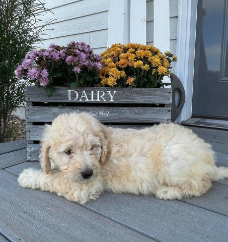 Labradoodle puppy for sale + 62326