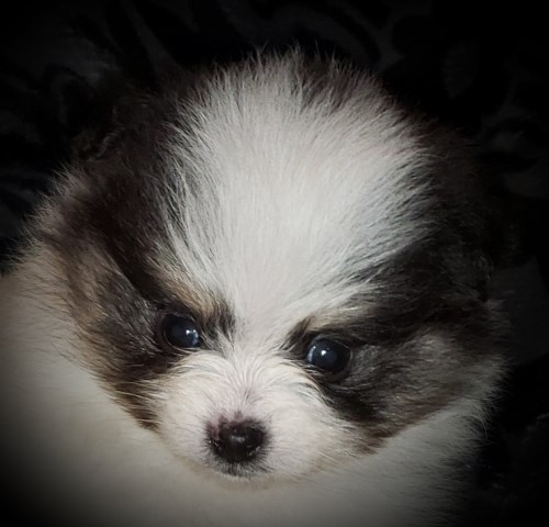 Pomeranian puppy for sale + 56266