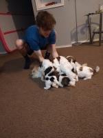 Teddy Bear Mal-Shi Shih Tzu for sale/adoption