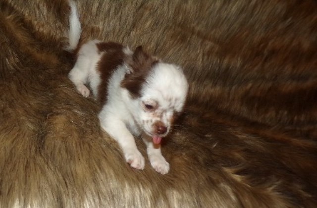 Shih Tzu puppy for sale + 66463