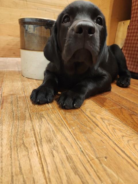 English Labrador puppies