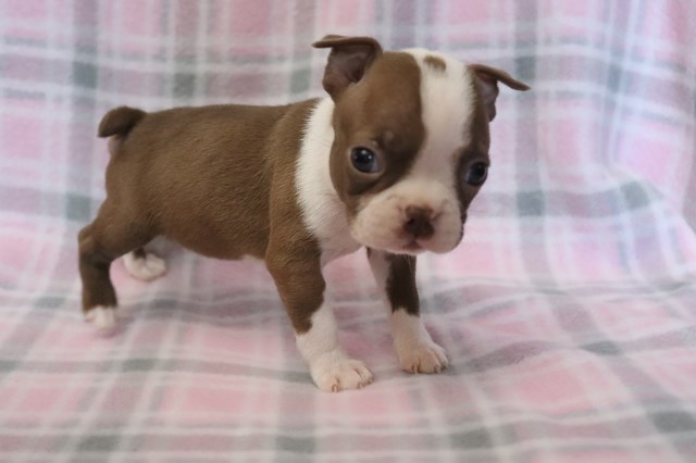 Boston Terrier puppy for sale + 66756