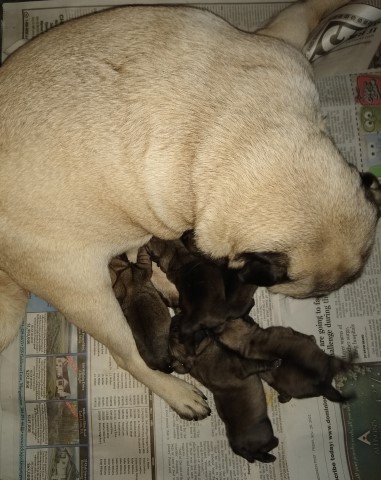 Pug puppy for sale + 63394
