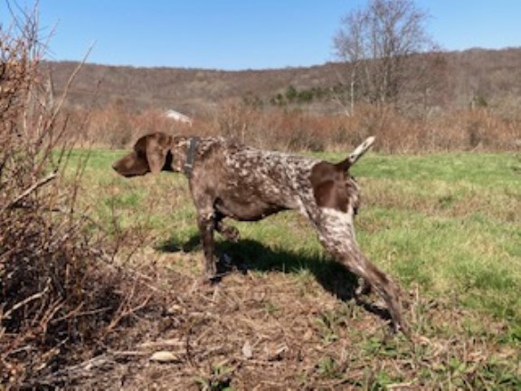 German Shorthaired Pointer puppy for sale + 64330