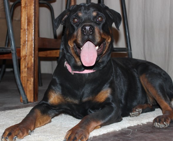 Rottweiler puppy for sale + 48782