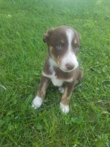 ABCA Registered Border Collie Puppy - Toby
