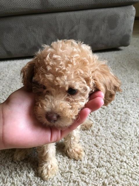 Full Akc Toy Poodle Puppy