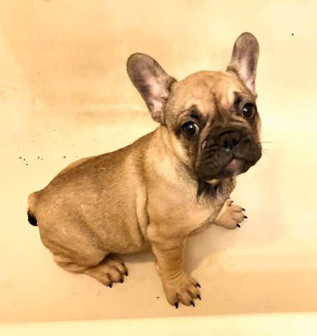 French Bulldog puppy dog for sale in Bellevue, Michigan