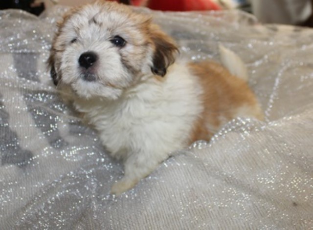 Havanese Female Puppy ! So Sweet!! Lily