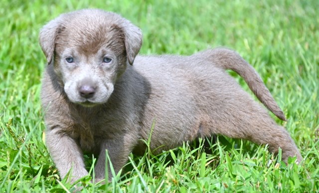 AKC Silver Labrador Retriever Puppies for Sale!