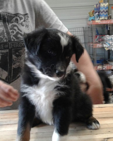 Australian shepherd puppies