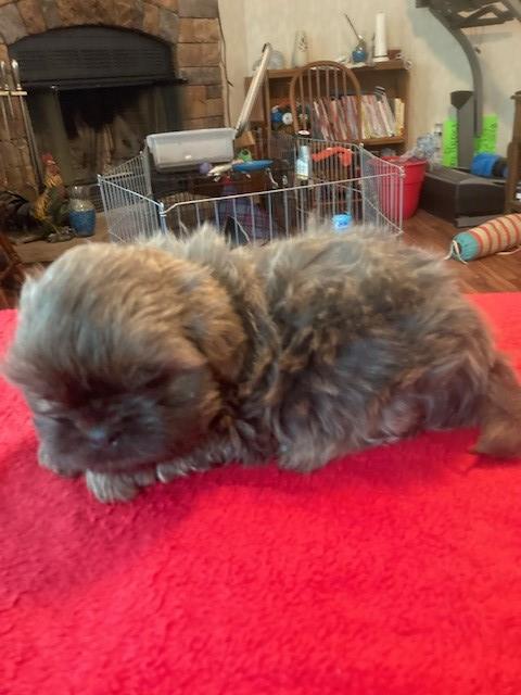 Shih Tzu puppy for sale + 63378