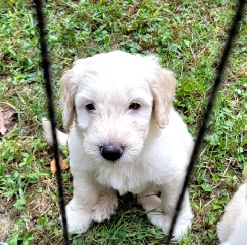 Goldendoodle puppy for sale + 64074
