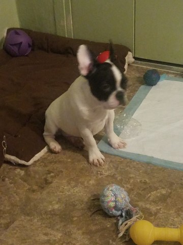 French Bulldog puppy for sale + 50969
