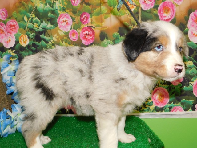 Chicago Aust. Shepherd Pups.  Super Smart. Financing!!!