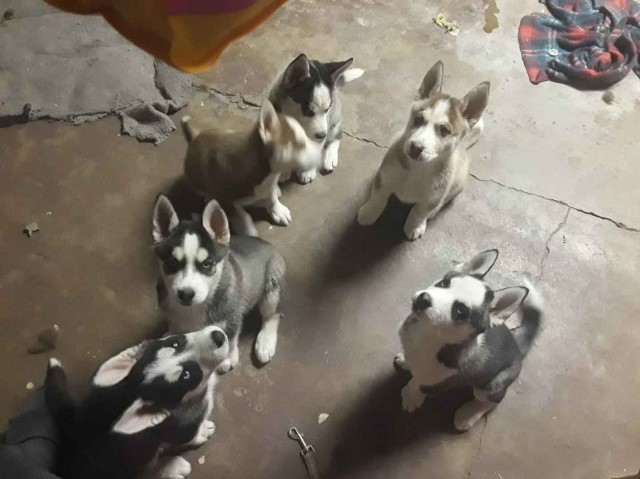 5 baby huskies for adoption