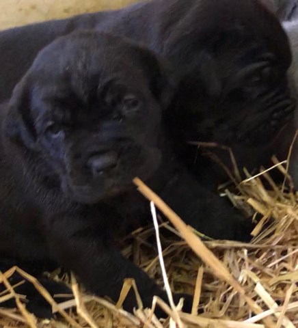 Cane Corso Puppies For Sale