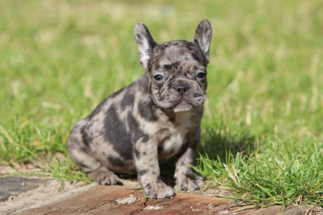 Spots French Bulldog