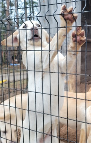 AKC yellow labs born July 24th. call 231 821 0907 for more information