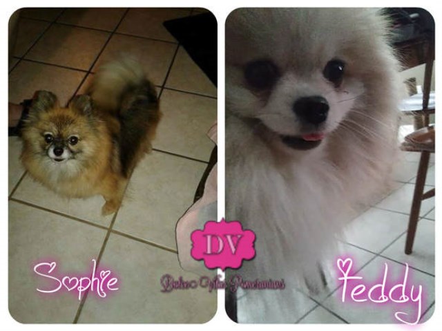 Pomeranian puppy dog for sale in Jacksonville, Florida