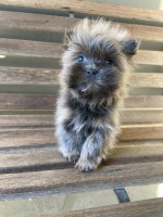 Toy Shih Tzu female RARE LAVENDER COAT COLOR - Denalia Shih Tzu for sale/adoption