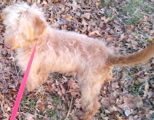 Labradoodle female