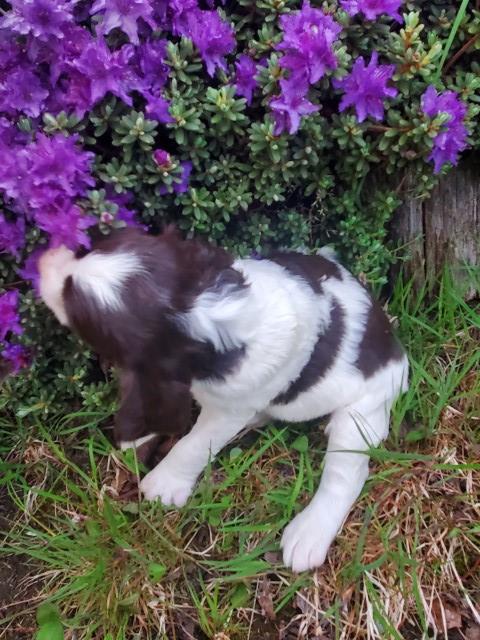 English Springer Spaniel puppy for sale + 63295