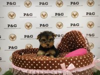 Yorkshire Terrier thumbnail