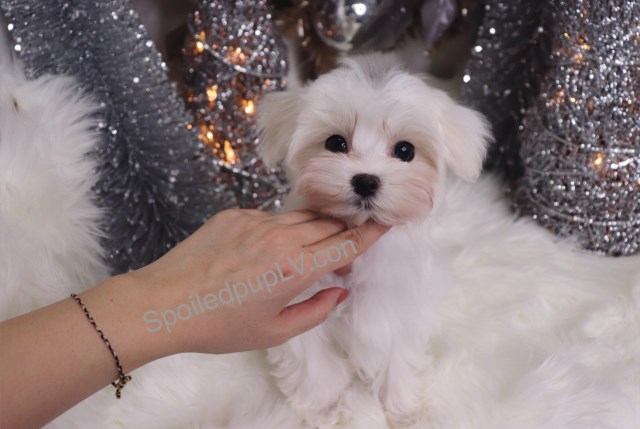 Maltese puppy dog for sale in Nigeria