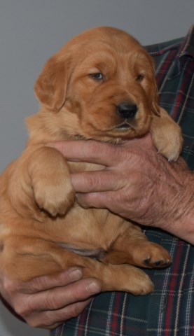 Golden Retriever puppy for sale + 50852