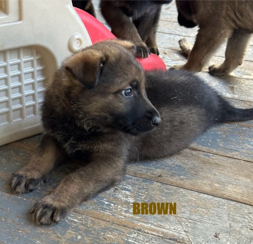 German Shepherd Dog puppy for sale + 66153